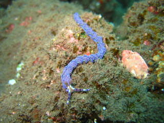 Nacktschnecke
