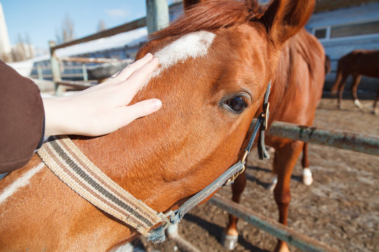 The hand of a woman is stroking a horse