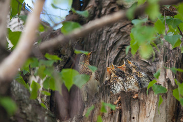 Hungry little birds in nest on tree