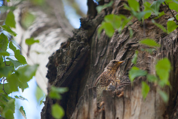 Hungry little birds in nest on tree