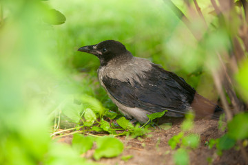 Black crow on grass in forest