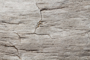 Woody background macro