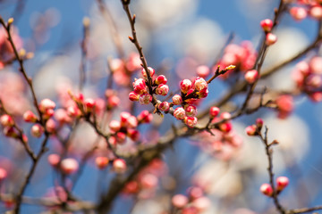 Blooming apricot flowers