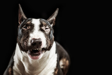 Aggressive spotted Bull Terrier on a black background