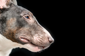 Head of the bull terrier on a black background. Isolated