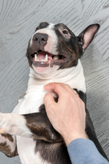 Man touched to black and white mini bull terrier