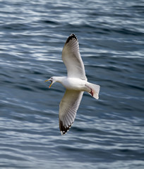 Fototapeta na wymiar A Herring Gull in full voice and full flight against a background of blue seawater.