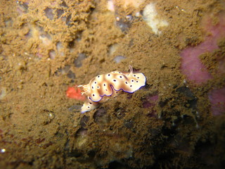 Nacktschnecke
