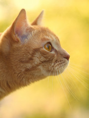 Red-haired cat portrait