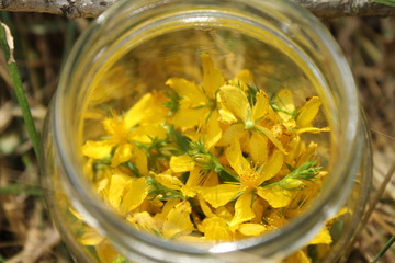 Flor de San Juan VI