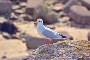 Mouette rieuse .