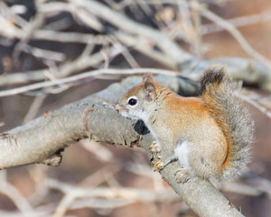 American Red Squirrel