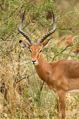 Male impala portrait