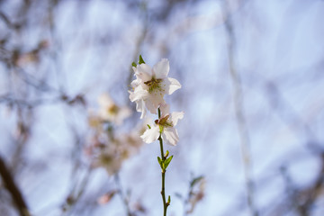 Blumenmeer