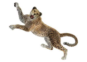 3D Rendering Big Cat Cheetah on White