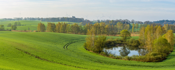 Panorama of spring, green field of young cereal