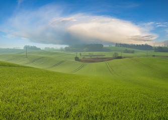 Obraz premium Panorama of spring, green field of young cereal