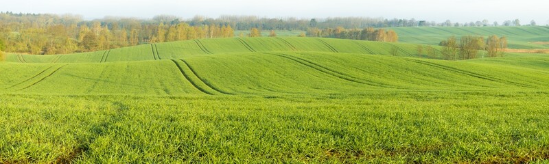 Fototapeta premium Panorama of spring, green field of young cereal