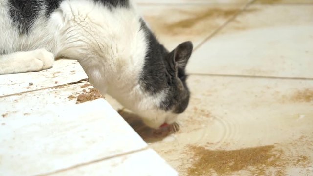 black and white cat drinks water in slow motion
