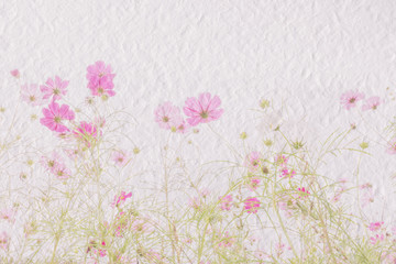 Cosmos Flower on mulberry paper texture on white background