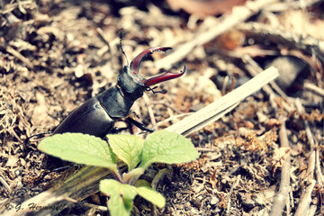 A stag beetle behind a plant