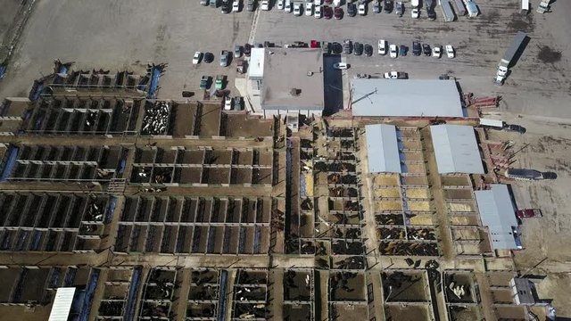 Aerial rural auction livestock cattle facility pull back. Western facility to buy and sell animals. Holding pens, feed lot, loading chutes and farm ranch trucks. Cowboys move animals to buyers.