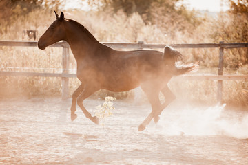 Obraz na płótnie Canvas A beautiful horse enjoys freedom at sunset in autumn