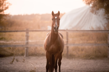 A beautiful horse enjoys freedom at sunset in autumn