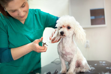 Bichon Fries grooming with scissors
