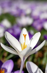 Fototapeta premium Krokusse, Hamburg