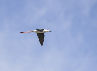 Black winged stilt