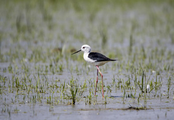 Black winged stilt