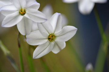 flower garden