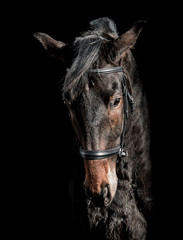 Beautiful horse on a black background