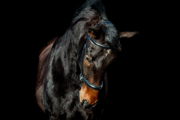 Fototapeta na wymiar Beautiful horse on a black background