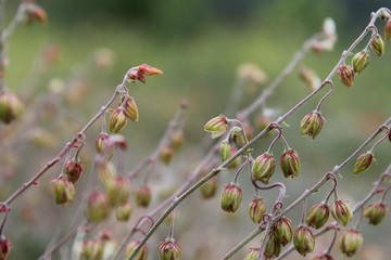 DETALLE PLANTA