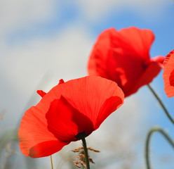 Beautiful bud of poppy and cornflower close up middle of a field of poppies

