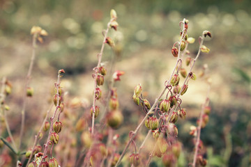 FONDO DE PLANTAS © MONS GUERRERO