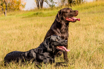 two dogs on the green lawn rest