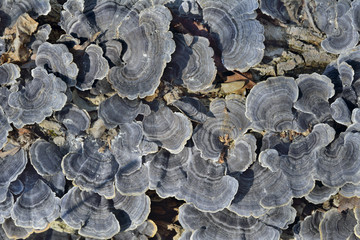 Mushrooms (bracket-fungus) 5