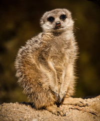 suricata portrait