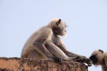 Gray Langur on Wall at Amber Fort in Jaipur, Rajasthan, India