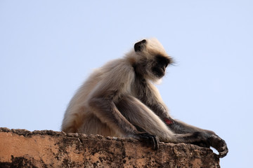Gray Langur on Wall at Amber Fort in Jaipur, Rajasthan, India