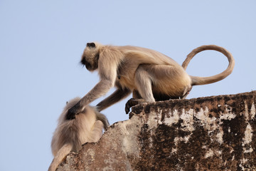 Gray Langur on Wall at Amber Fort in Jaipur, Rajasthan, India