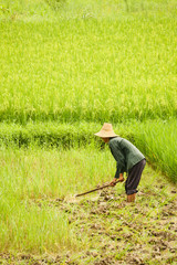 Person working on rice field