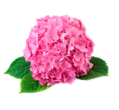 Hortensia flower close up. Pink Hydrangea flowers isolated on white background
