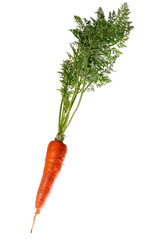 Plant of carrots on white