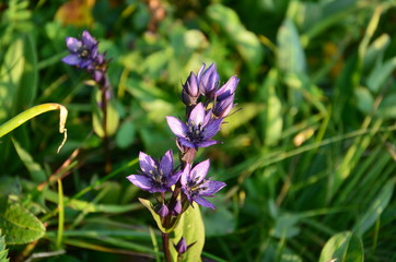 Mountain flowers: a dragonhead Dracocephalum grandiflorum