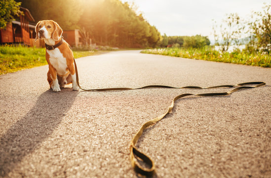 Lost beagle dog sits alone on the road