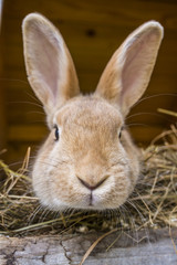 rabbit